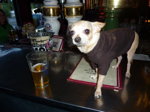 seat dog bar.jpg